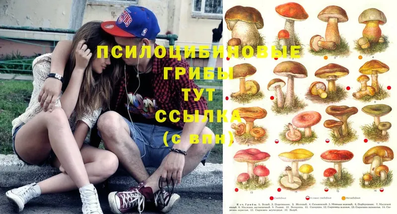 Галлюциногенные грибы Psilocybine cubensis  OMG онион  Красный Кут 